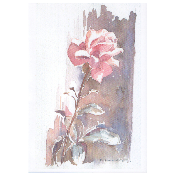 027 - Rosa Rose